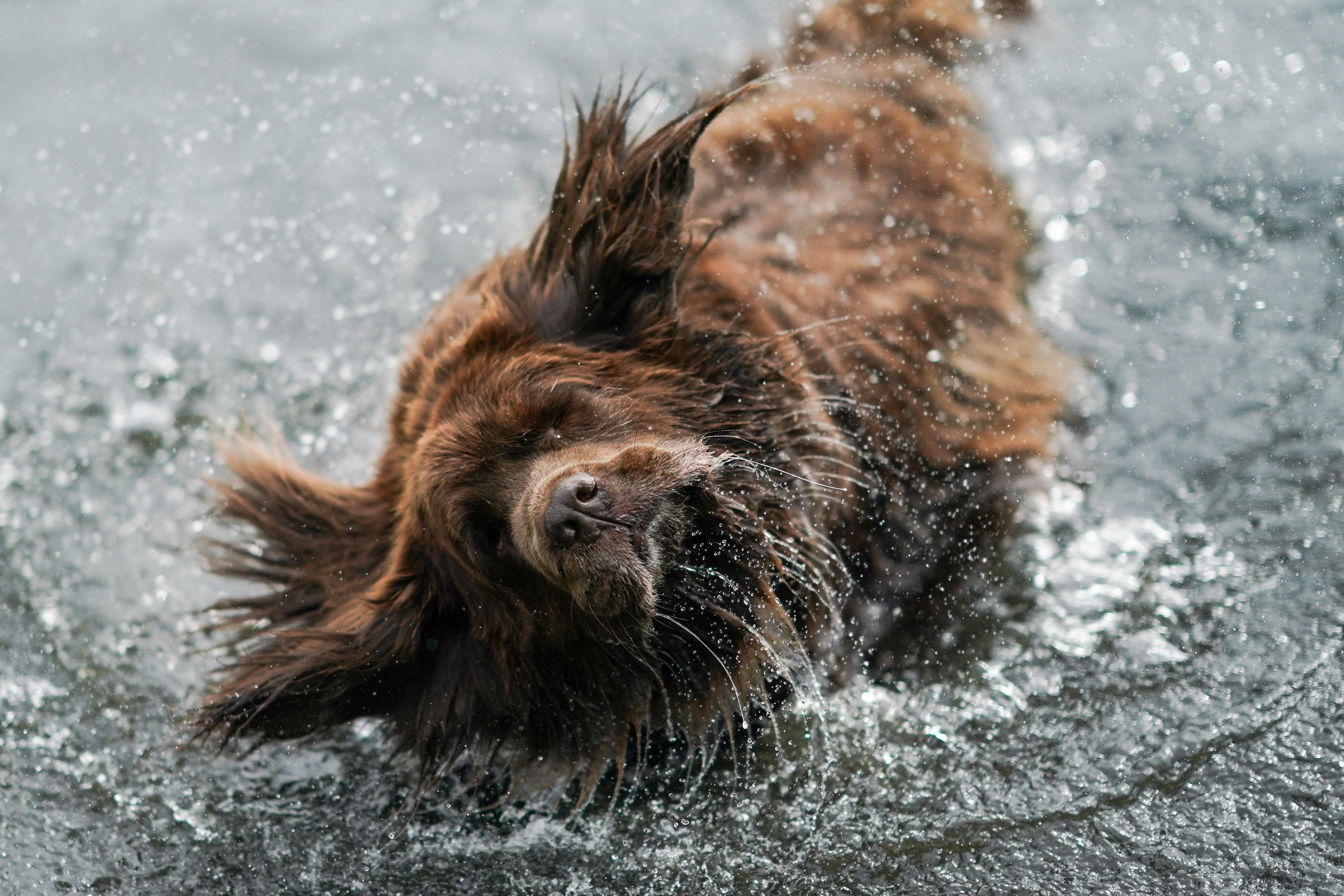 Best pictures of the wondrous, water-loving Newfoundland dogs
