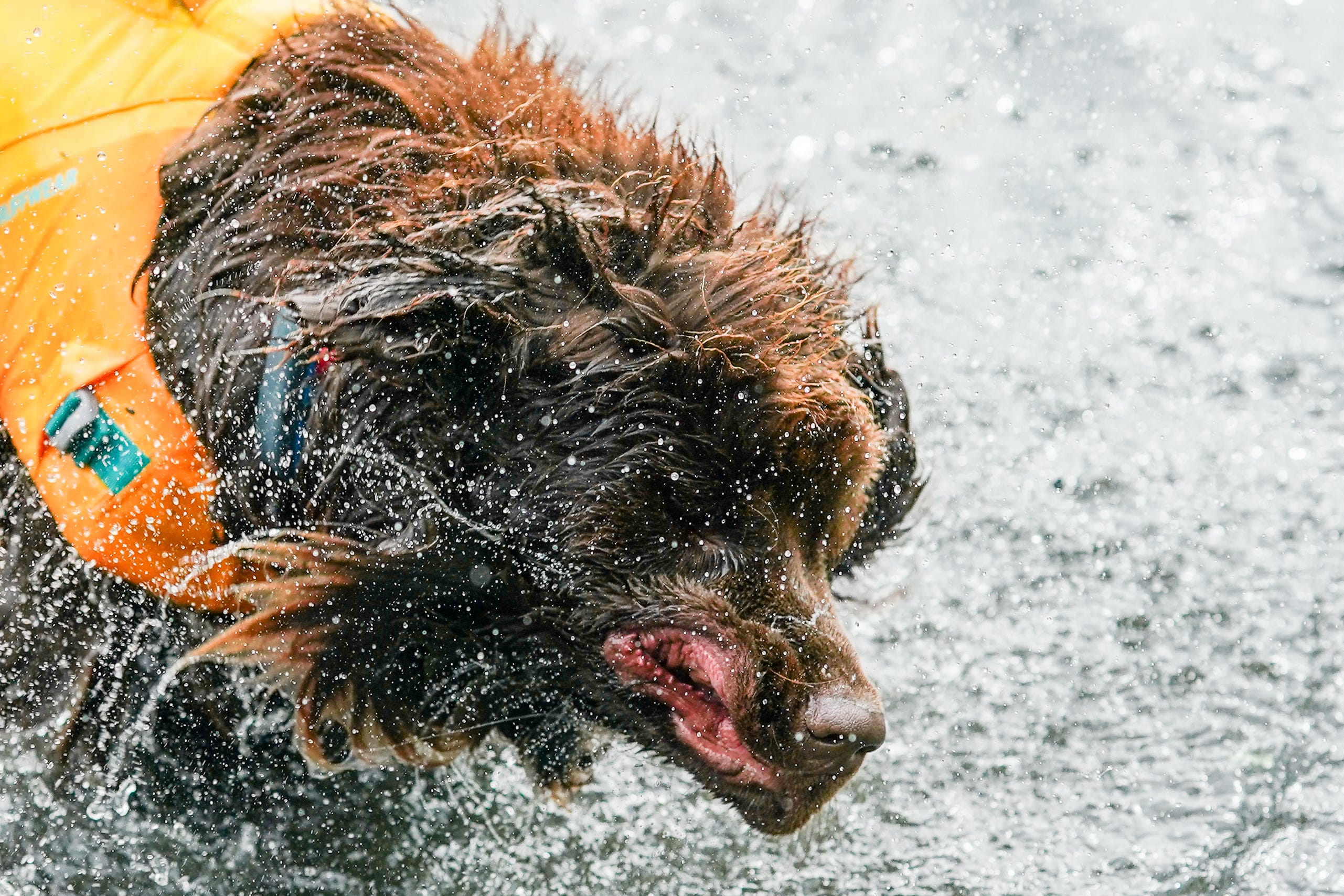 Best pictures of the wondrous, water-loving Newfoundland dogs