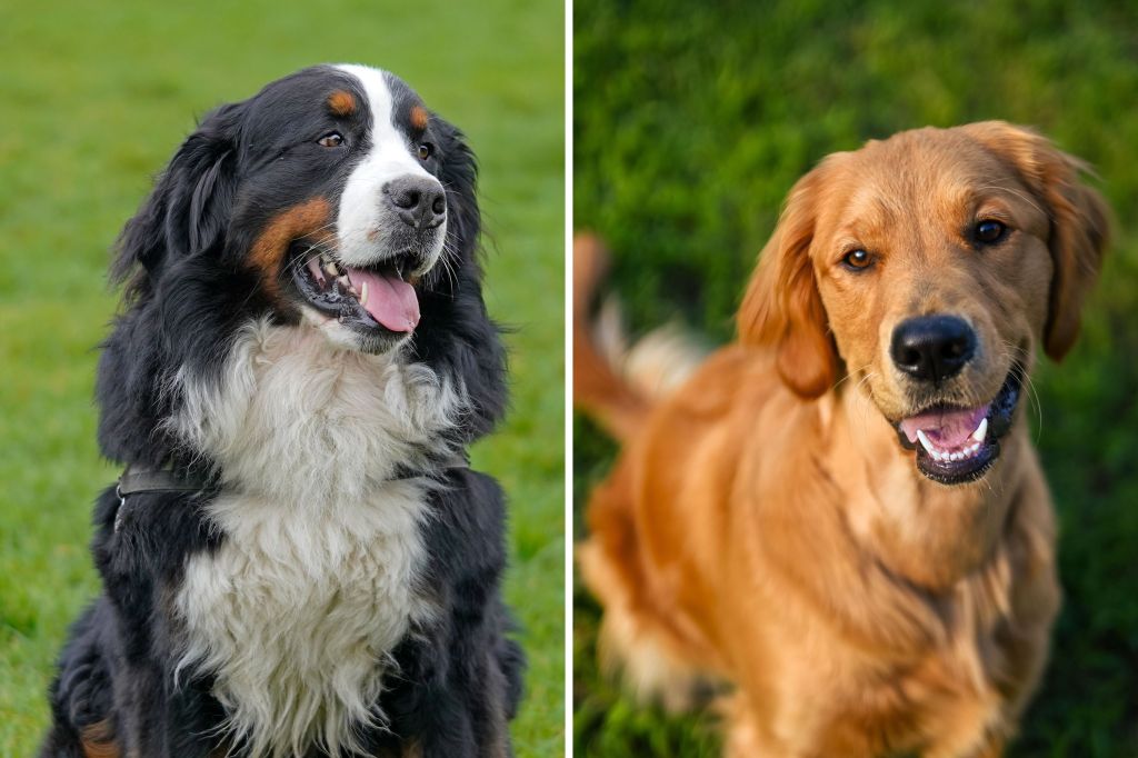 Bernese mountain dog and golden retriever