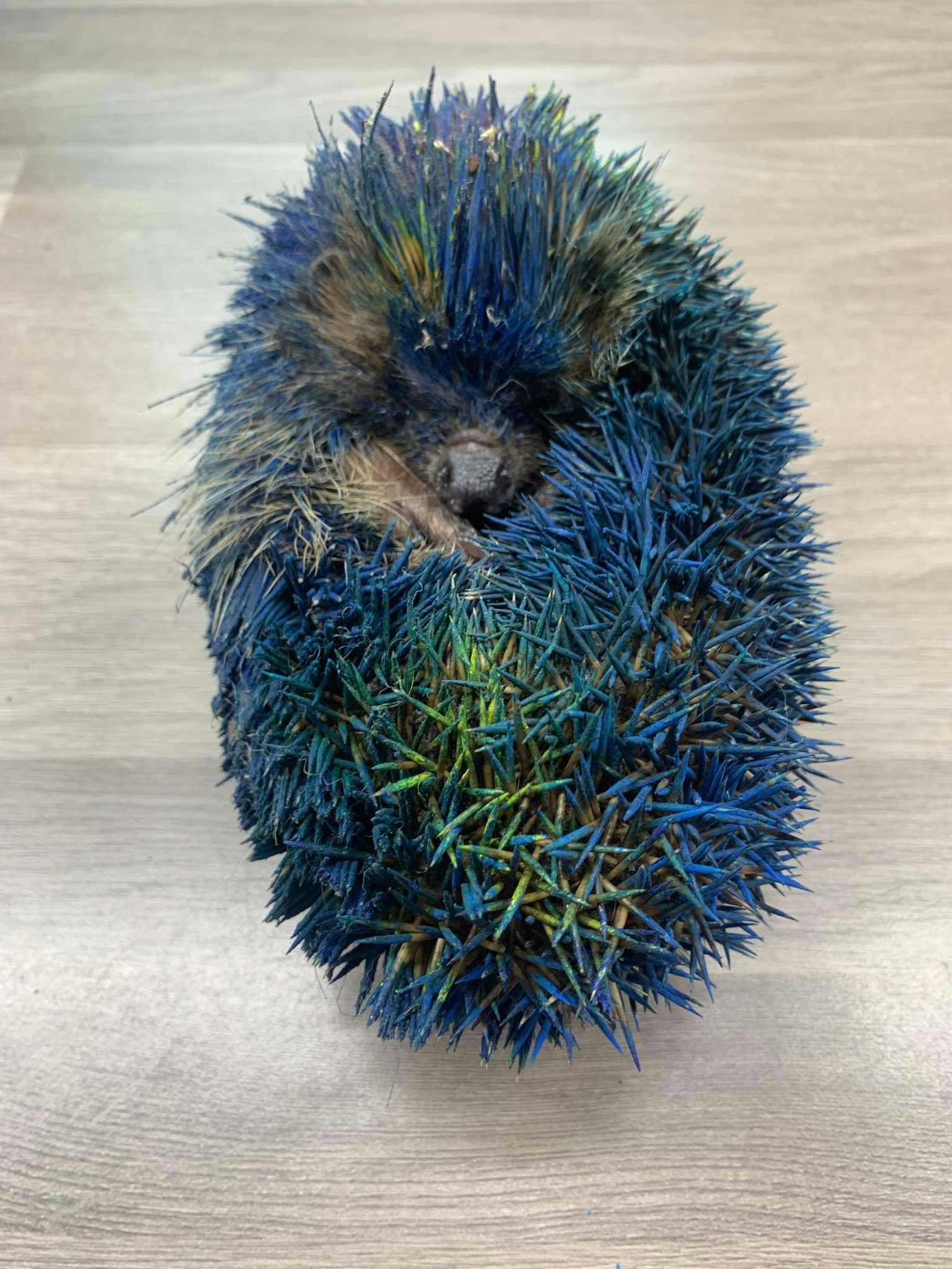 A hedgehog that was painted blue and yellow, struggling to curl up into a ball