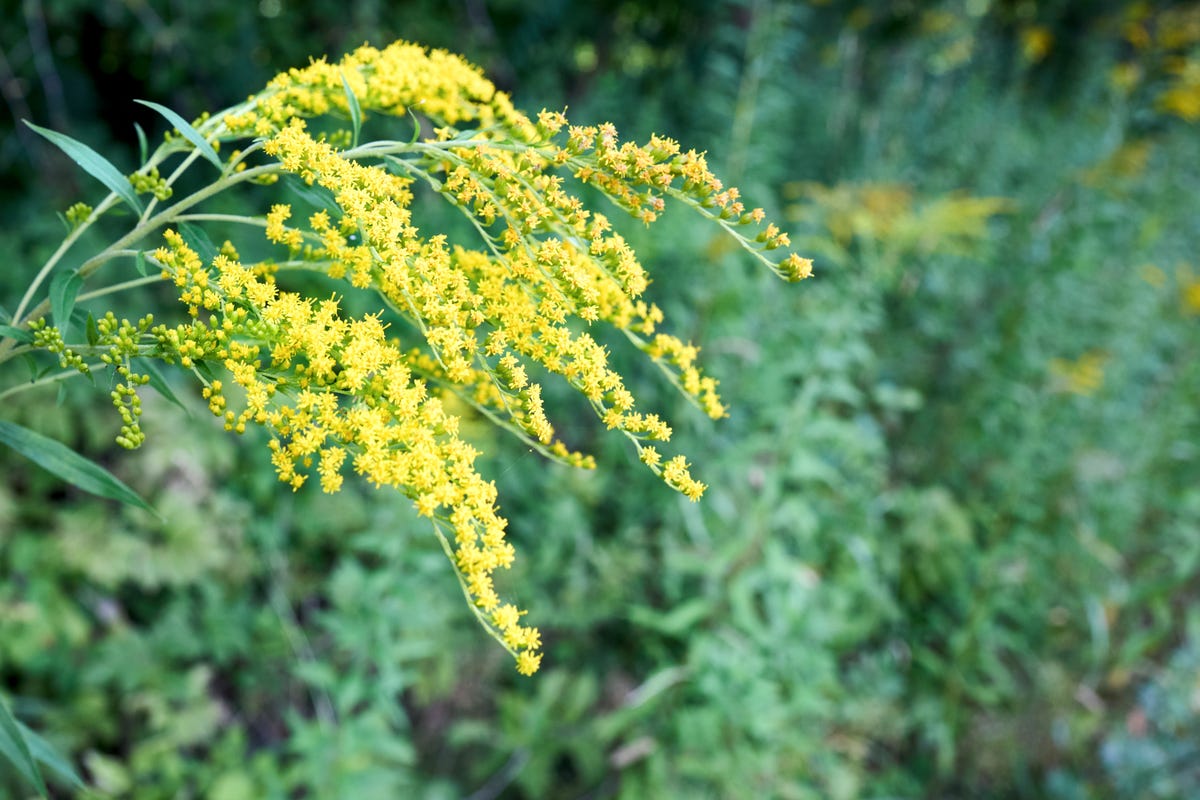 If You Have Clay Soil, These Are the Flowers You Should Be Planting