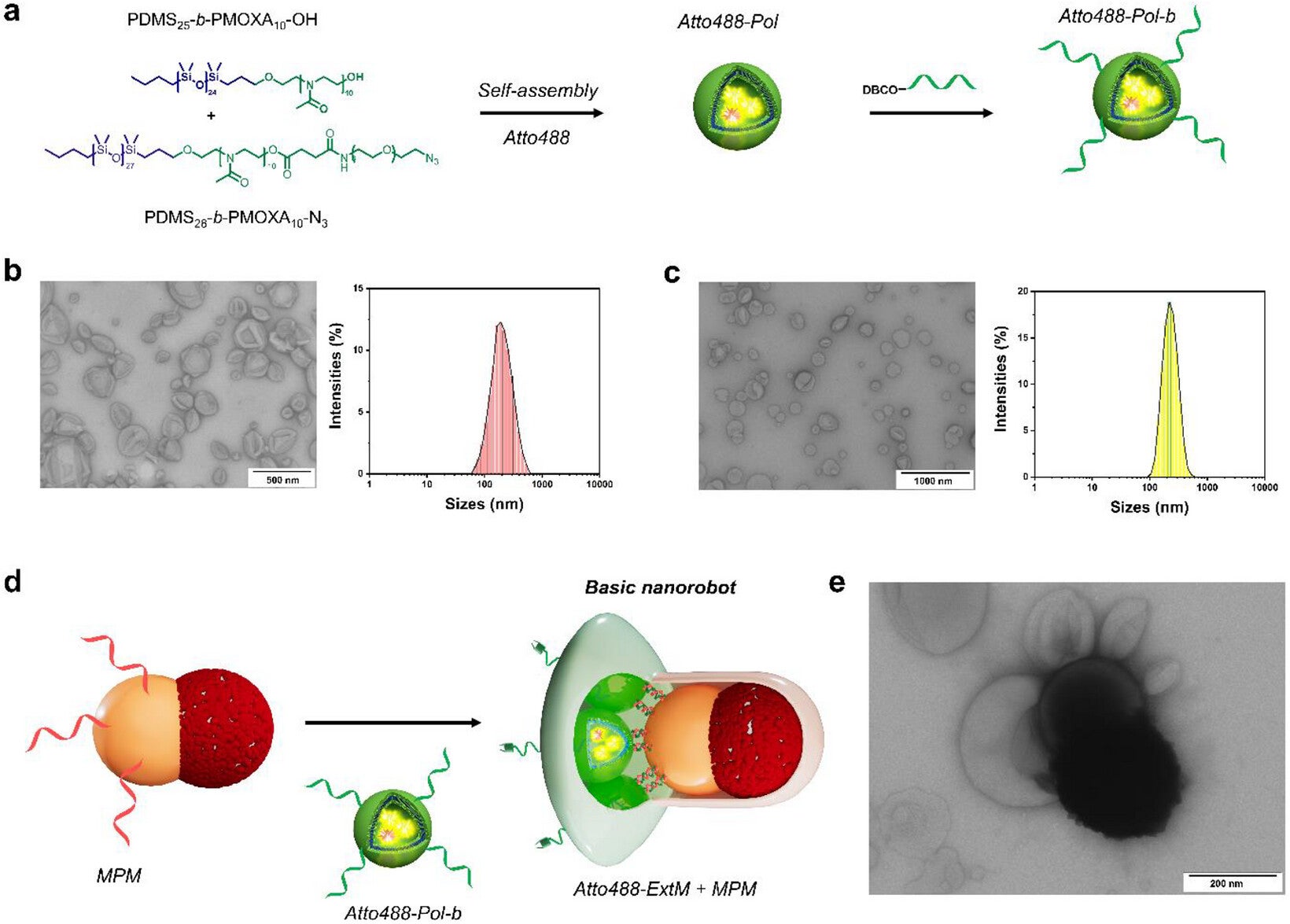 Self-organization of a magnetic propulsion and a fluorescent extension module into a basic nanorobot mediated by DNA hybridization. (CREDIT: Advanced Functional Materials)