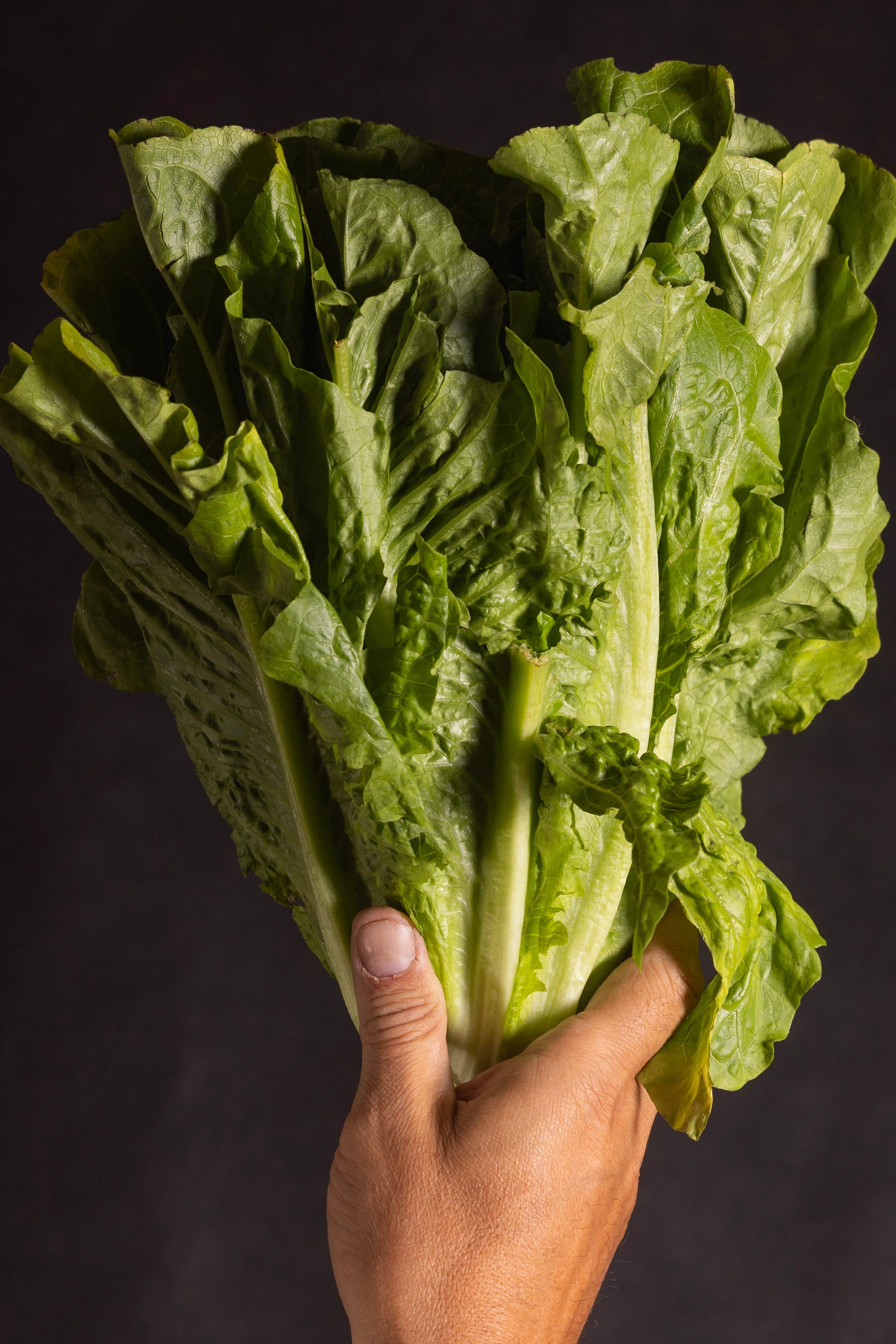 lettuce