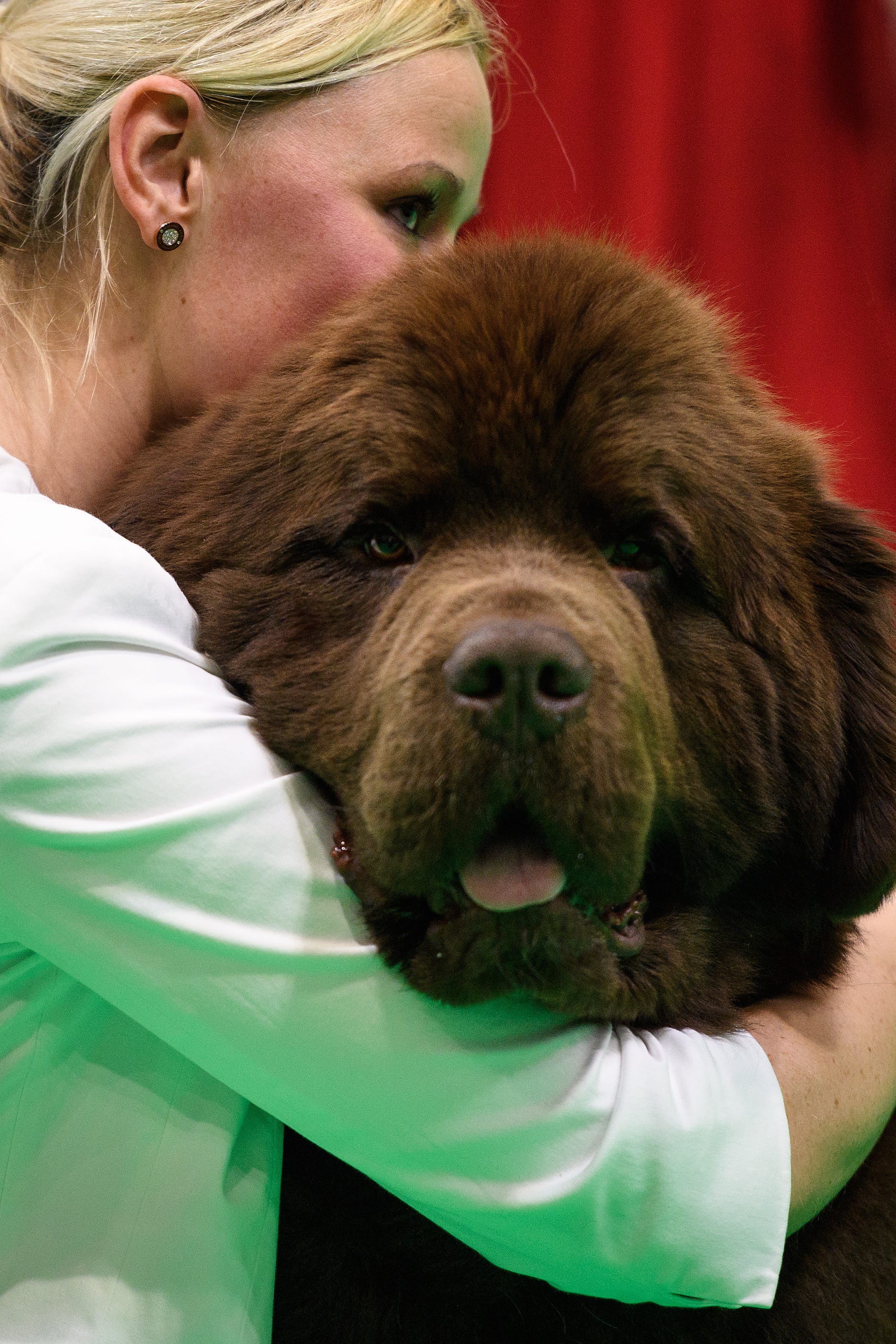 Best pictures of the wondrous, water-loving Newfoundland dogs