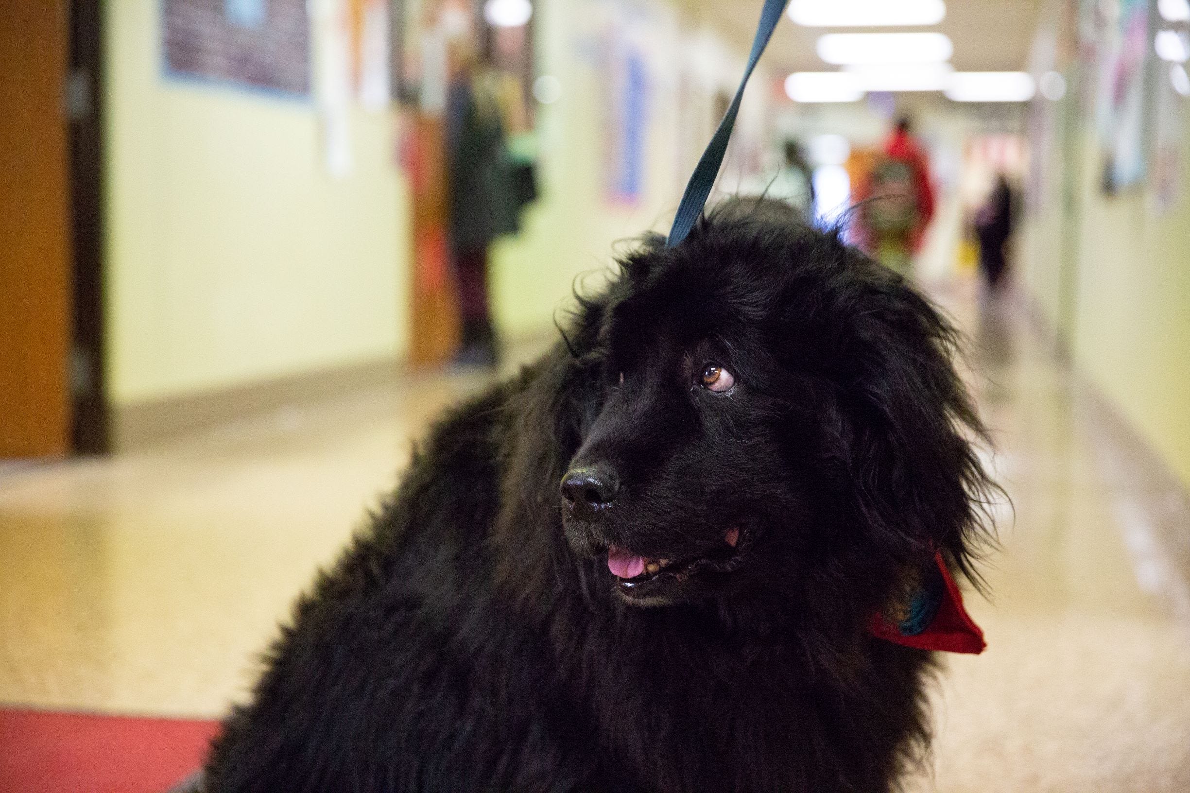 Best pictures of the wondrous, water-loving Newfoundland dogs