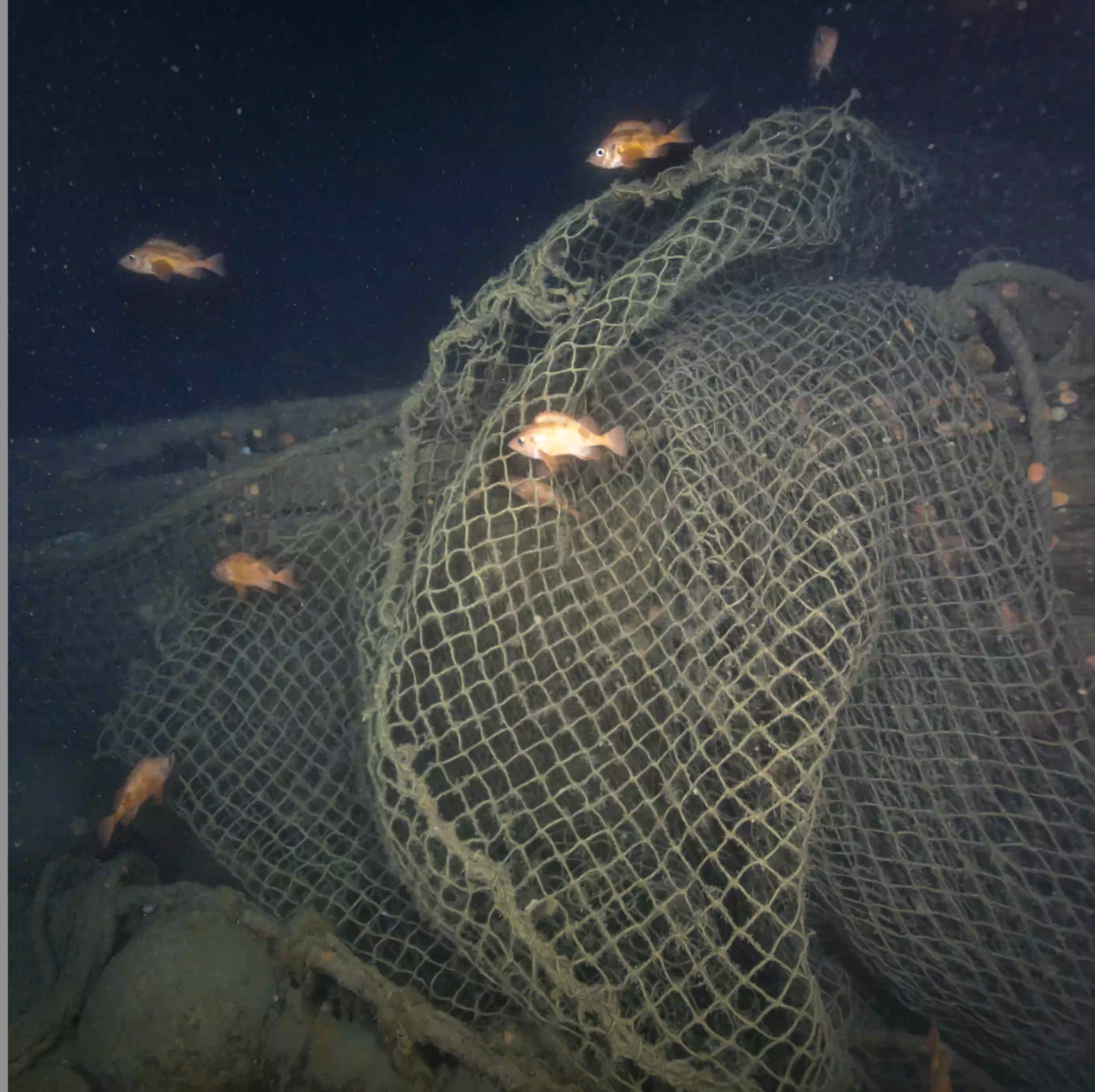 netting surrounded by some orange fish