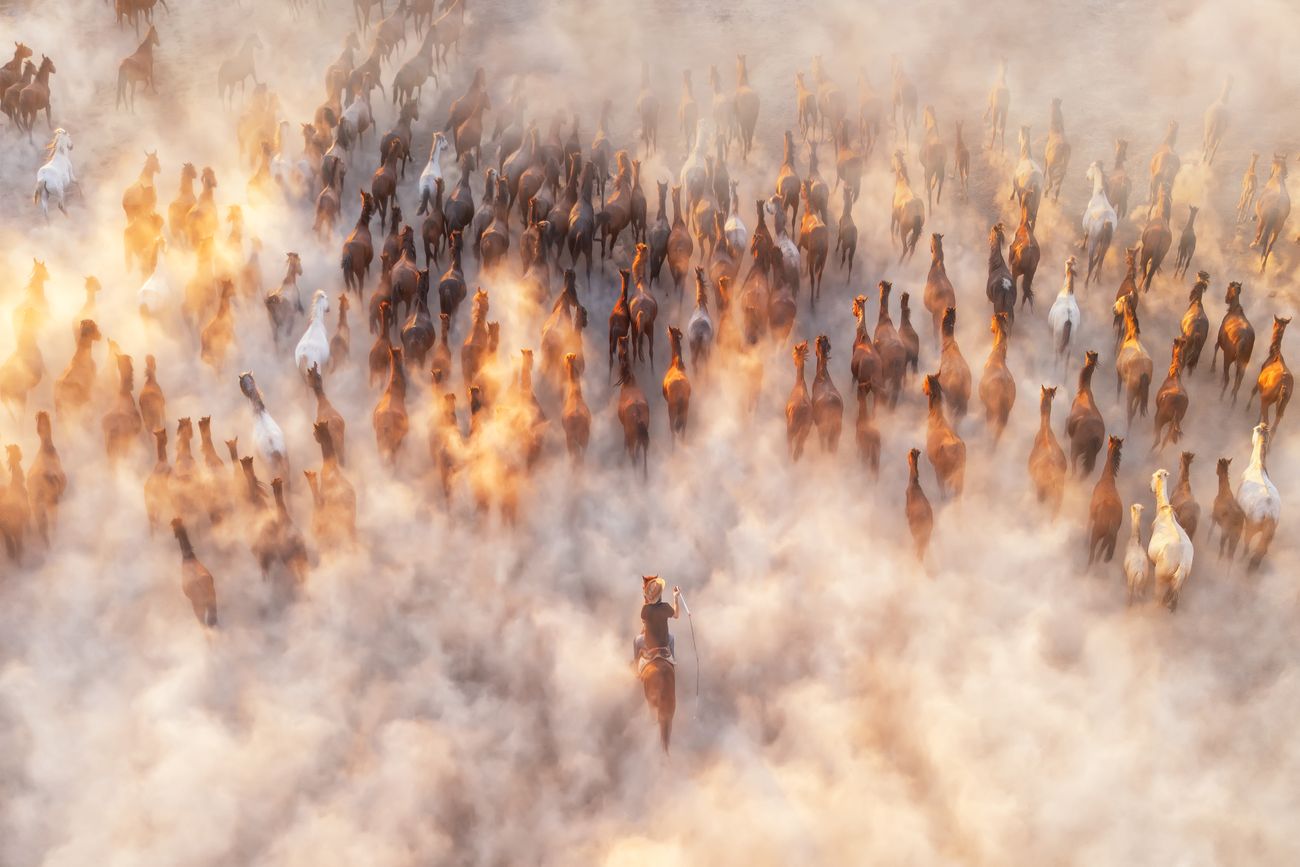 a herd of horses rushes toward the top of the frame, shrouded in dust, with one person on a horse at the back