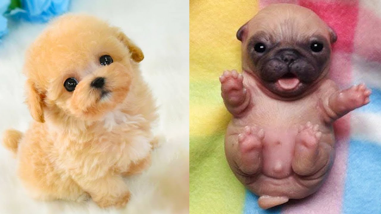 Fluffy face newborn pug energy