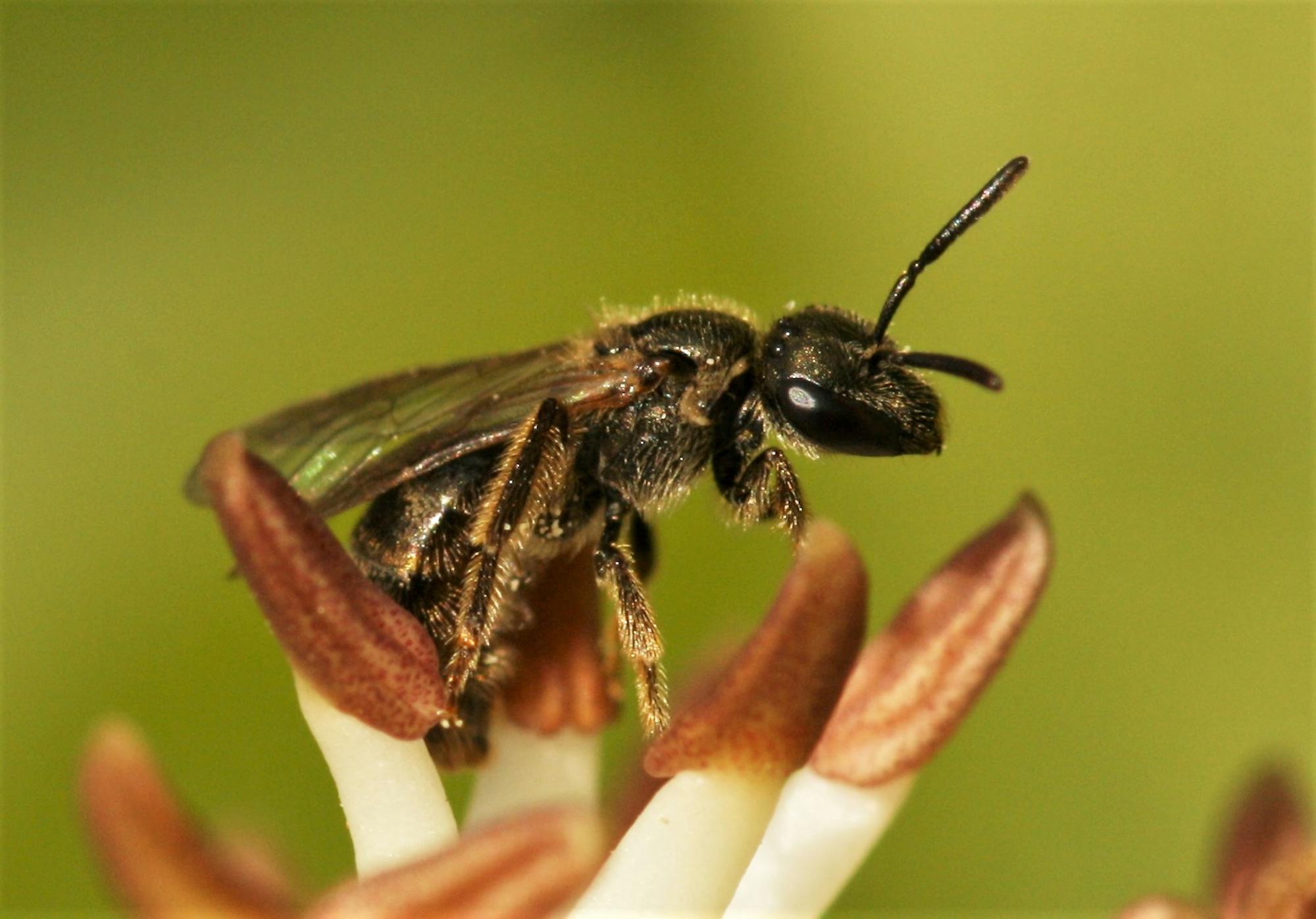 A tiny, ground-nesting social sweat bee in the family Halictidae had a high magnetic response.