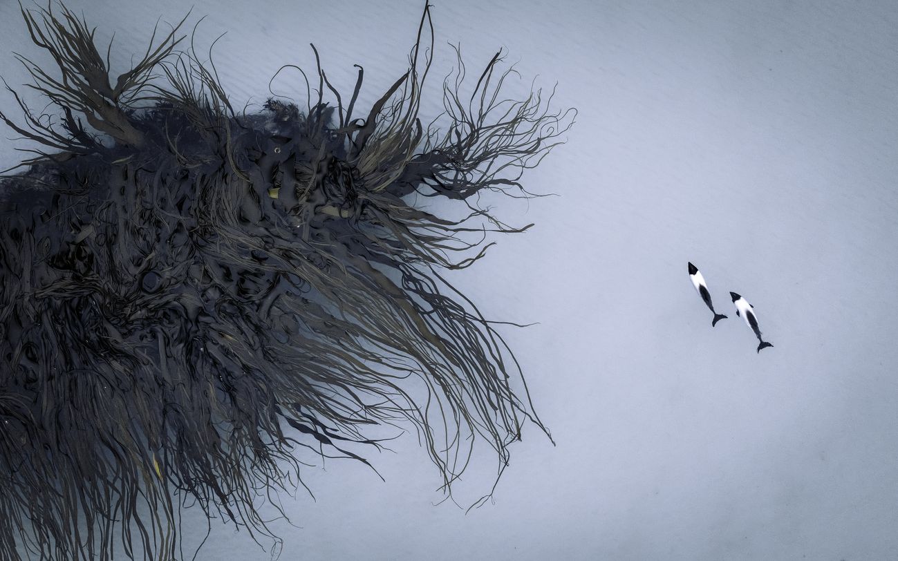 a giant mess of kelp looks like a large, hairy animal compared to two small black and white dolphins swimming to its right