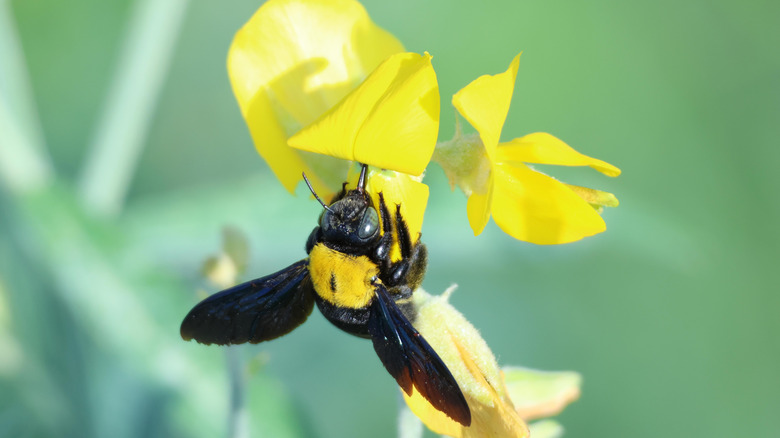Not wood dust: The overlooked sign carpenter bees are lurking around your home