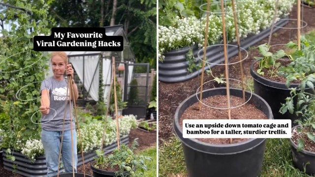 A woman demonstrates gardening hacks with a tomato cage and bamboo in a lush garden setting.