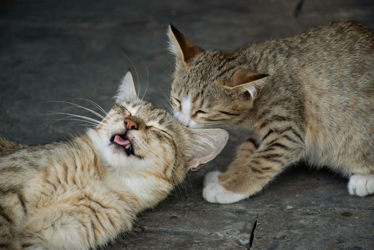 kitten’s affection toward its mother.