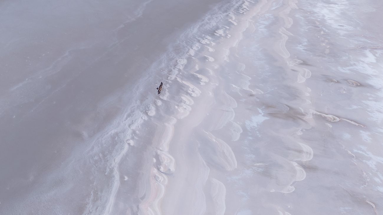 against a white backdrop that looks like crashing ocean waves, an eagle soars