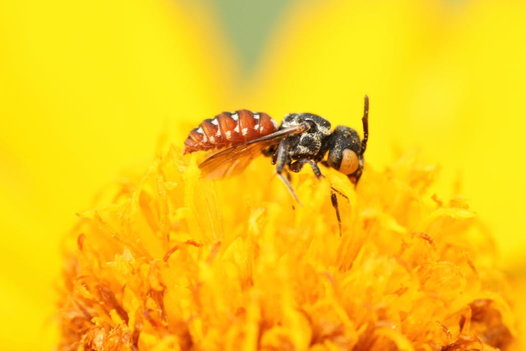 Scientists don't know how insects use a magnetic sense to navigate.