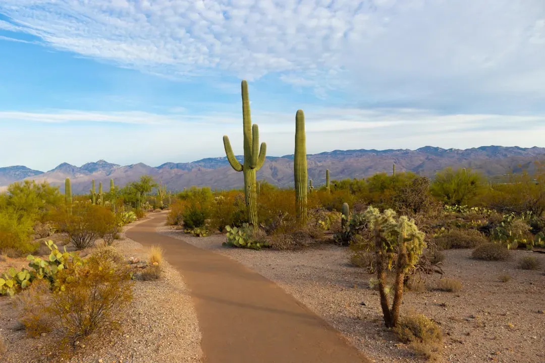 Four seasons without the extremes (Image Credits: Unsplash)