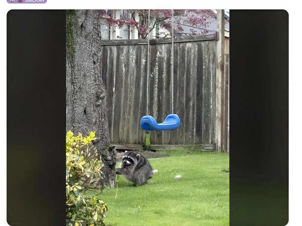 Meet Jimothy the raccoon: How Seattle's tiny short-spine syndrome star ...
