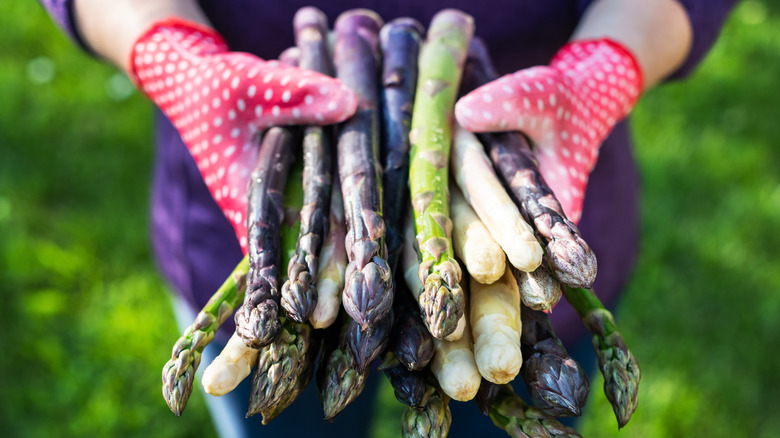 Farmer holding asparagus