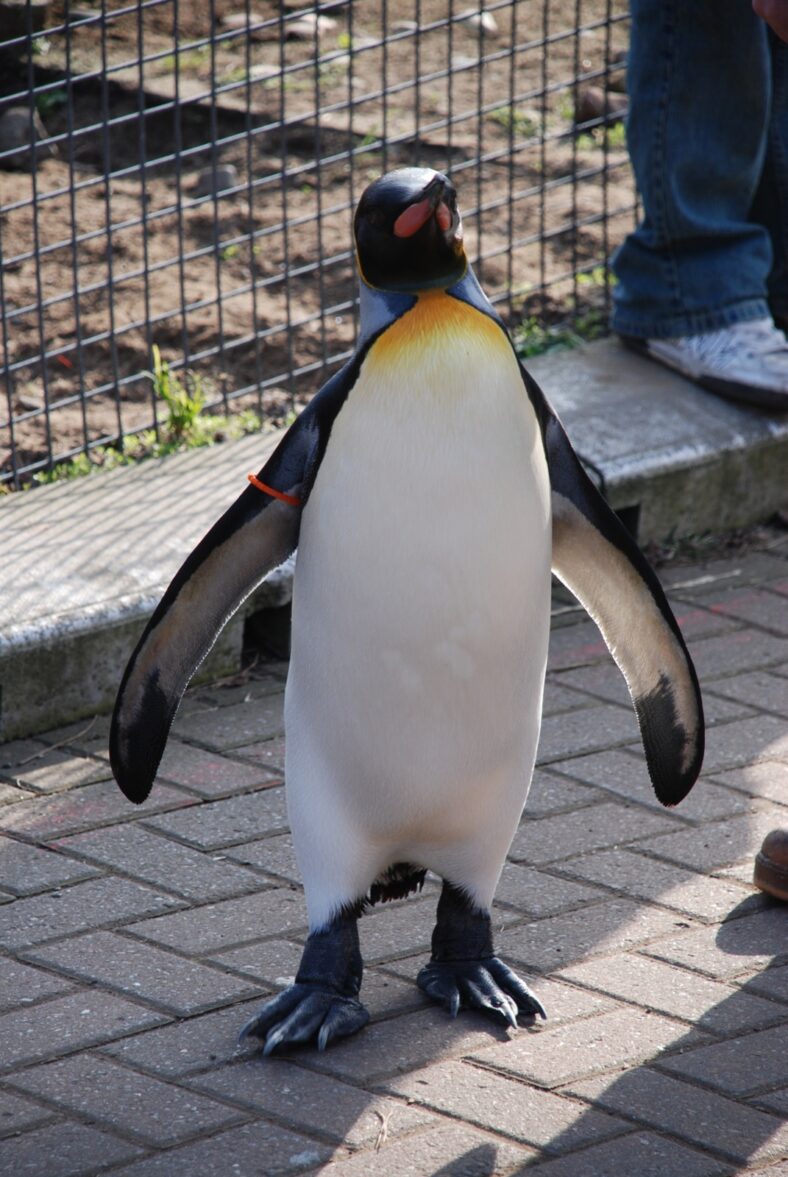Nils Olav the King Penguin