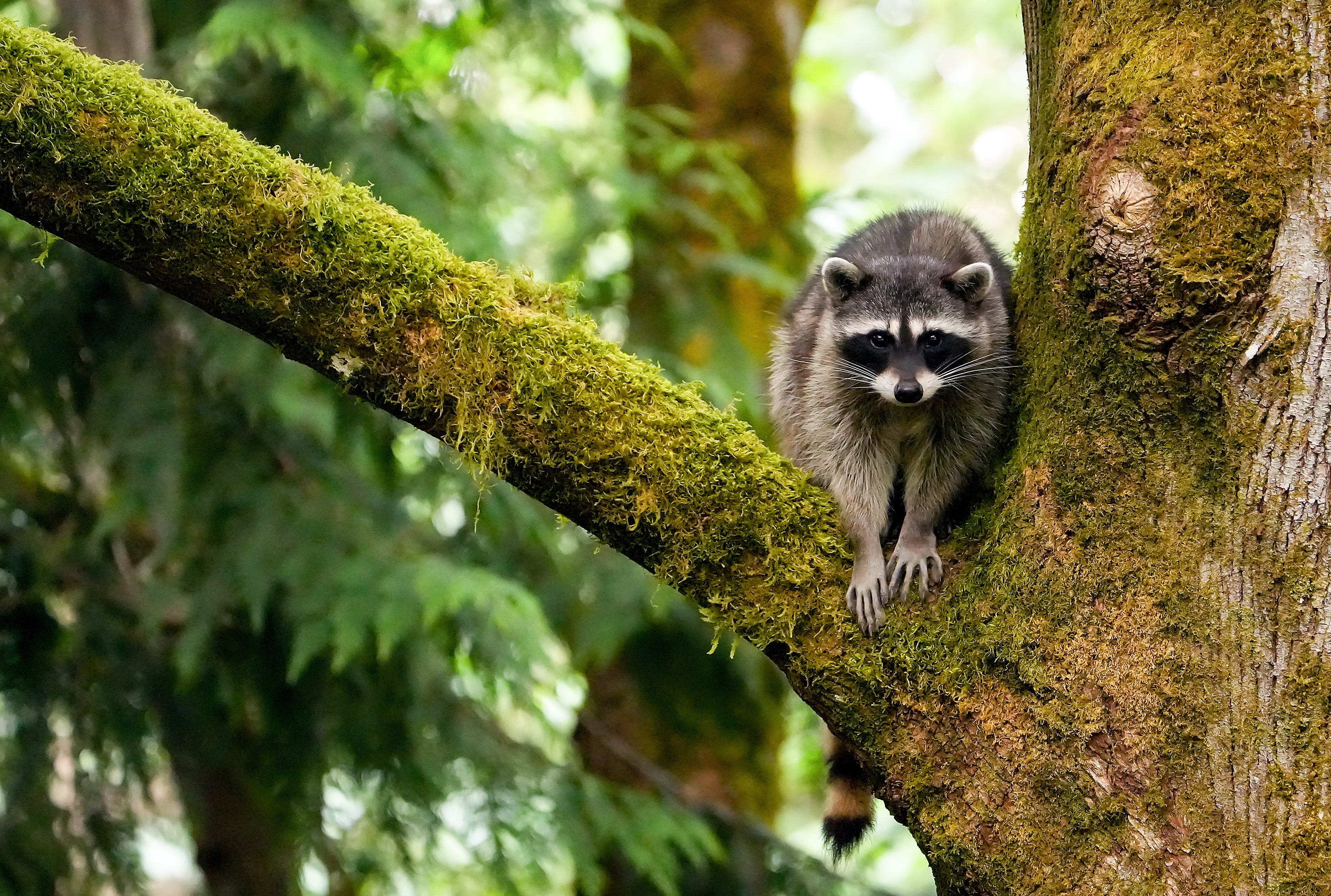 Who is Jimothy? Meet Seattle's latest racoon celebrity