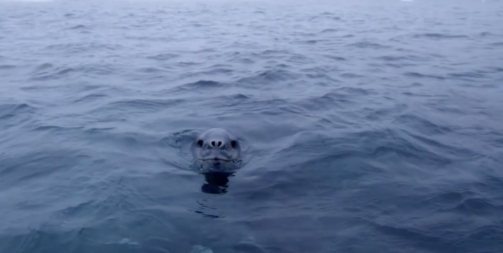 The Cutest Predator in Antarctica Is Also the Deadliest