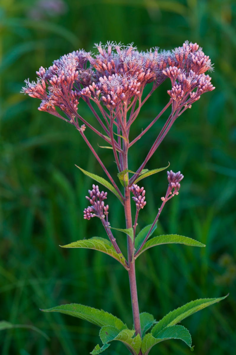 If You Have Clay Soil, These Are the Flowers You Should Be Planting