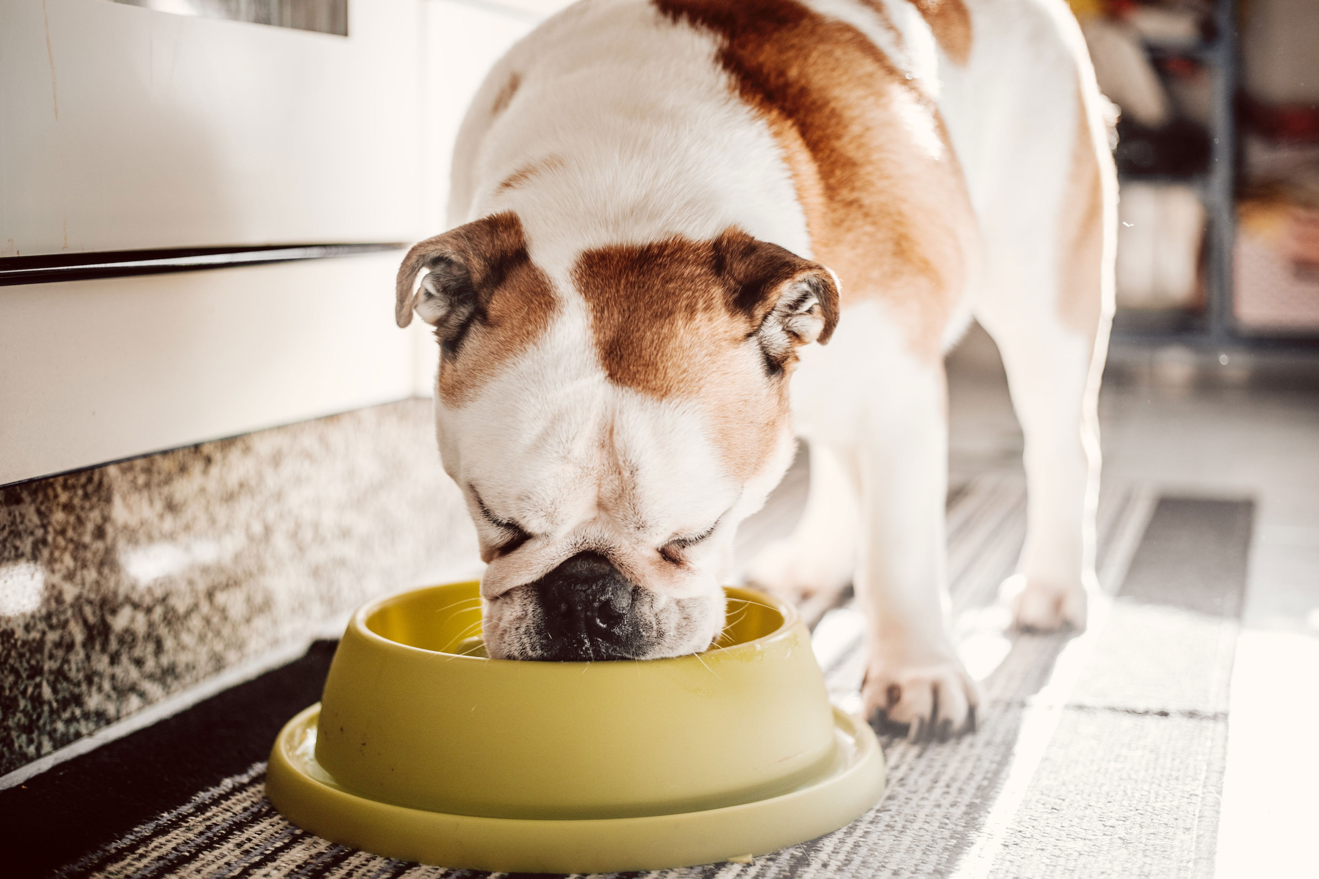 A dog eating from a bowl