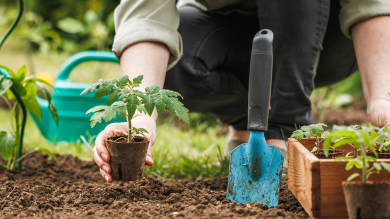 What Tomato Variety Has The Quickest Harvest Time?