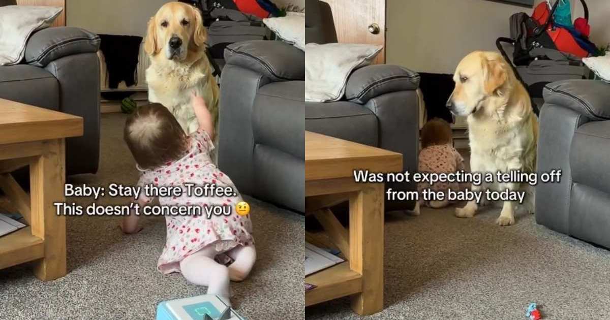 Golden retriever is in disbelief after baby sibling tells her off