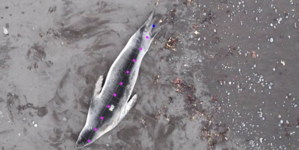 The Cutest Predator in Antarctica Is Also the Deadliest
