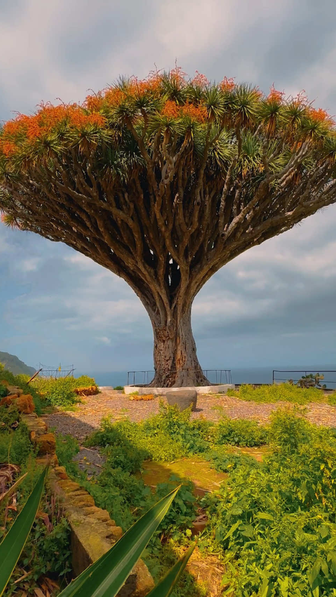The unique tree that captures every visitor’s attention