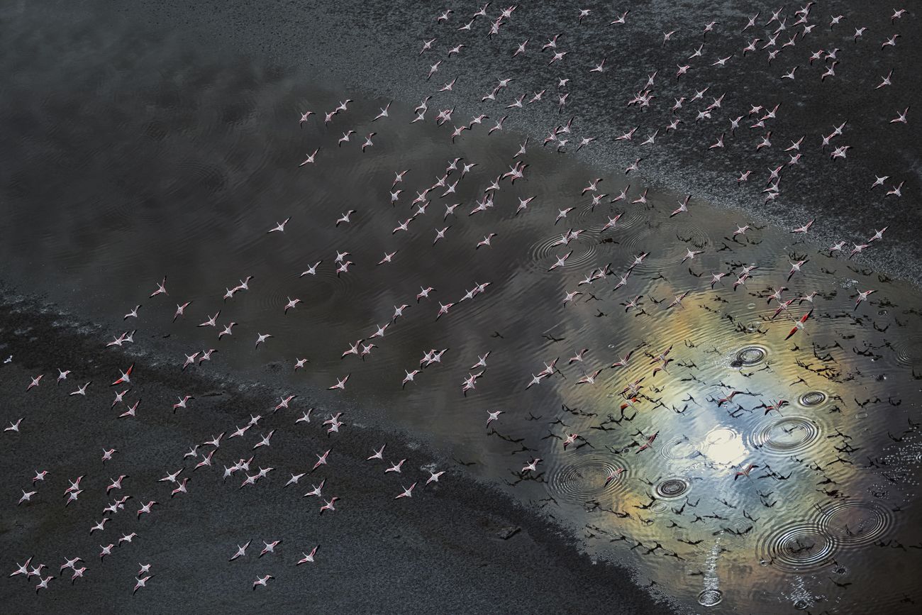 a flock of dozens of flamingoes flies over dark water, with one spot illuminated in a shimmering white-blue-green