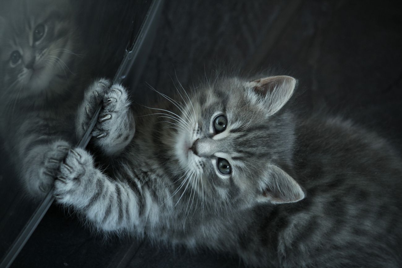 kitten looks into mirror