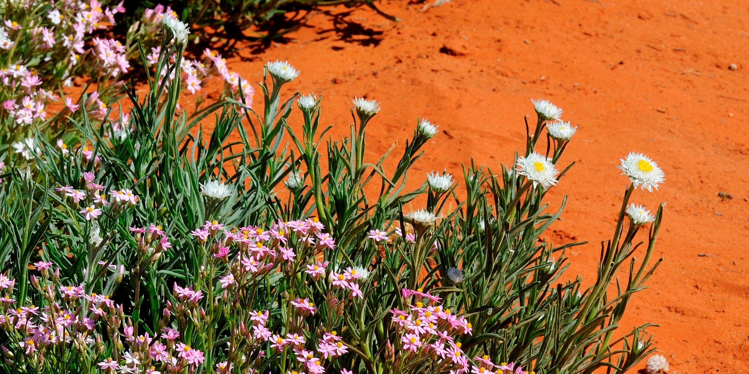 12 Best Flowers to Plant in Clay Soil