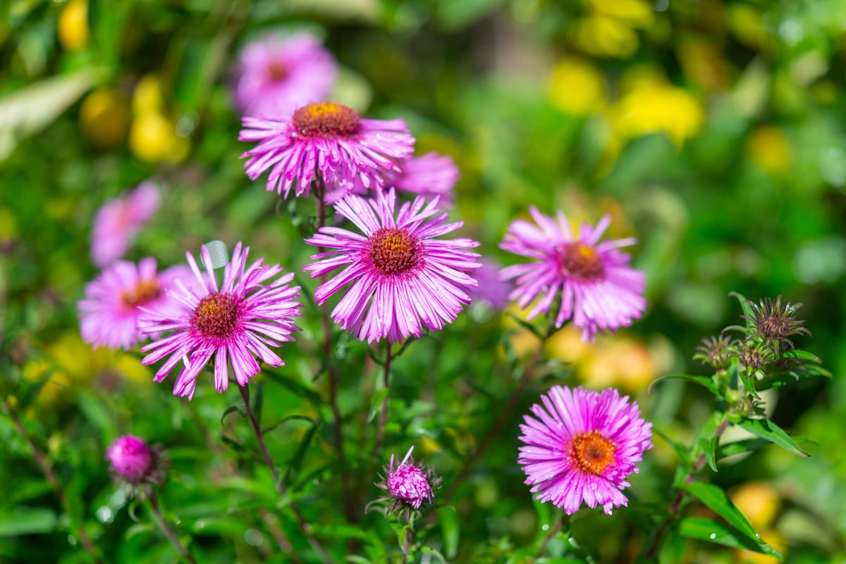 If You Have Clay Soil, These Are the Flowers You Should Be Planting