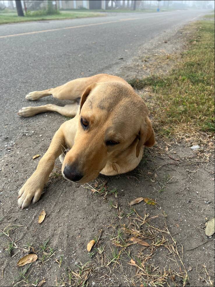Stray dogs sleep on porch of woman's Airbnb for 4 days until she adopts them all