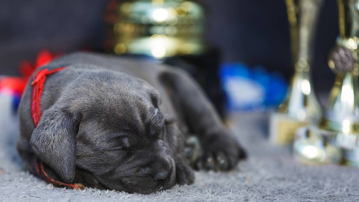 Proud Cane Corso Dad Can't Take His Eyes Off His Tiny Puppy