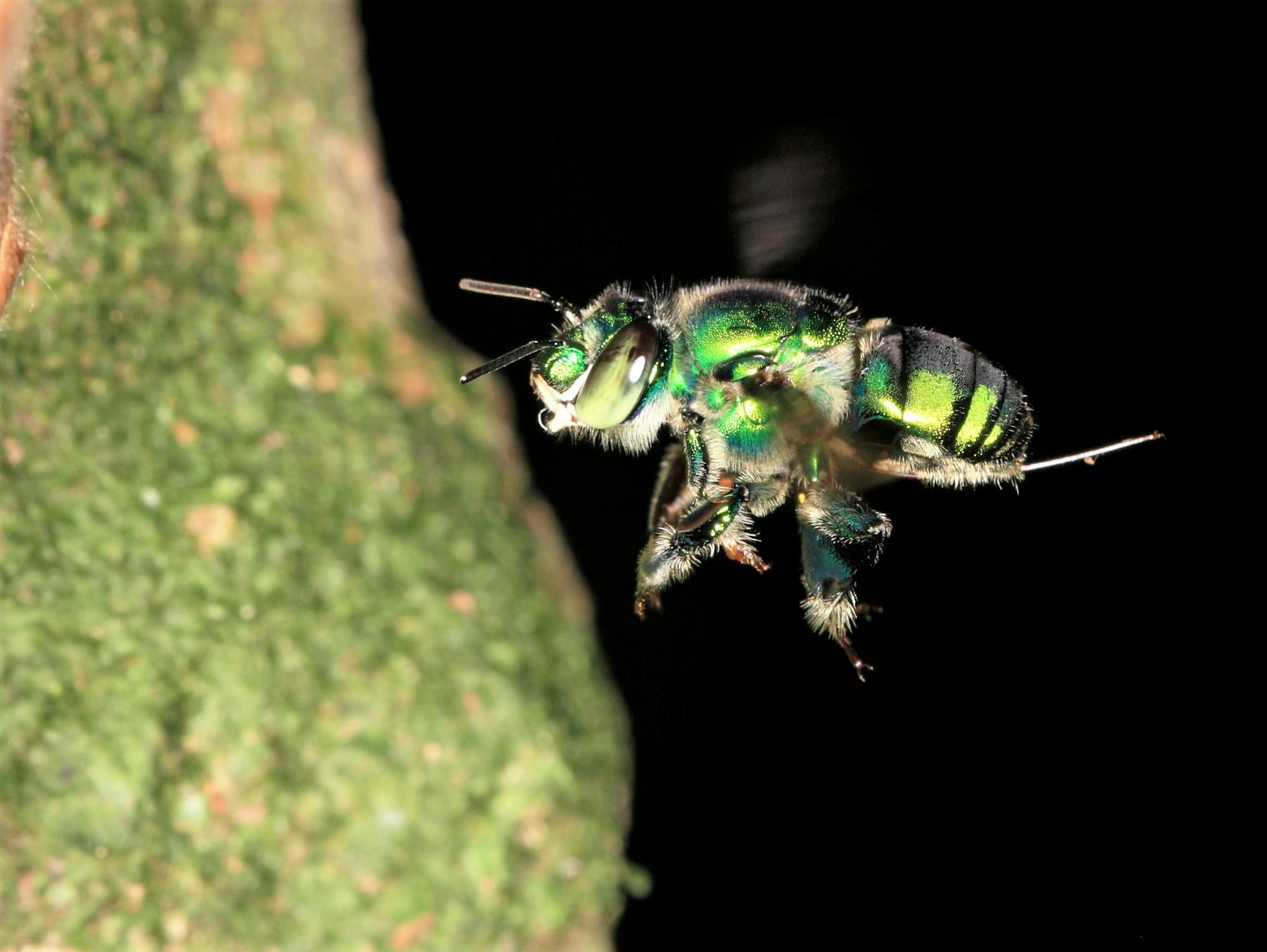Some bees that live alone, including orchid bees, registered a high magnetic response.