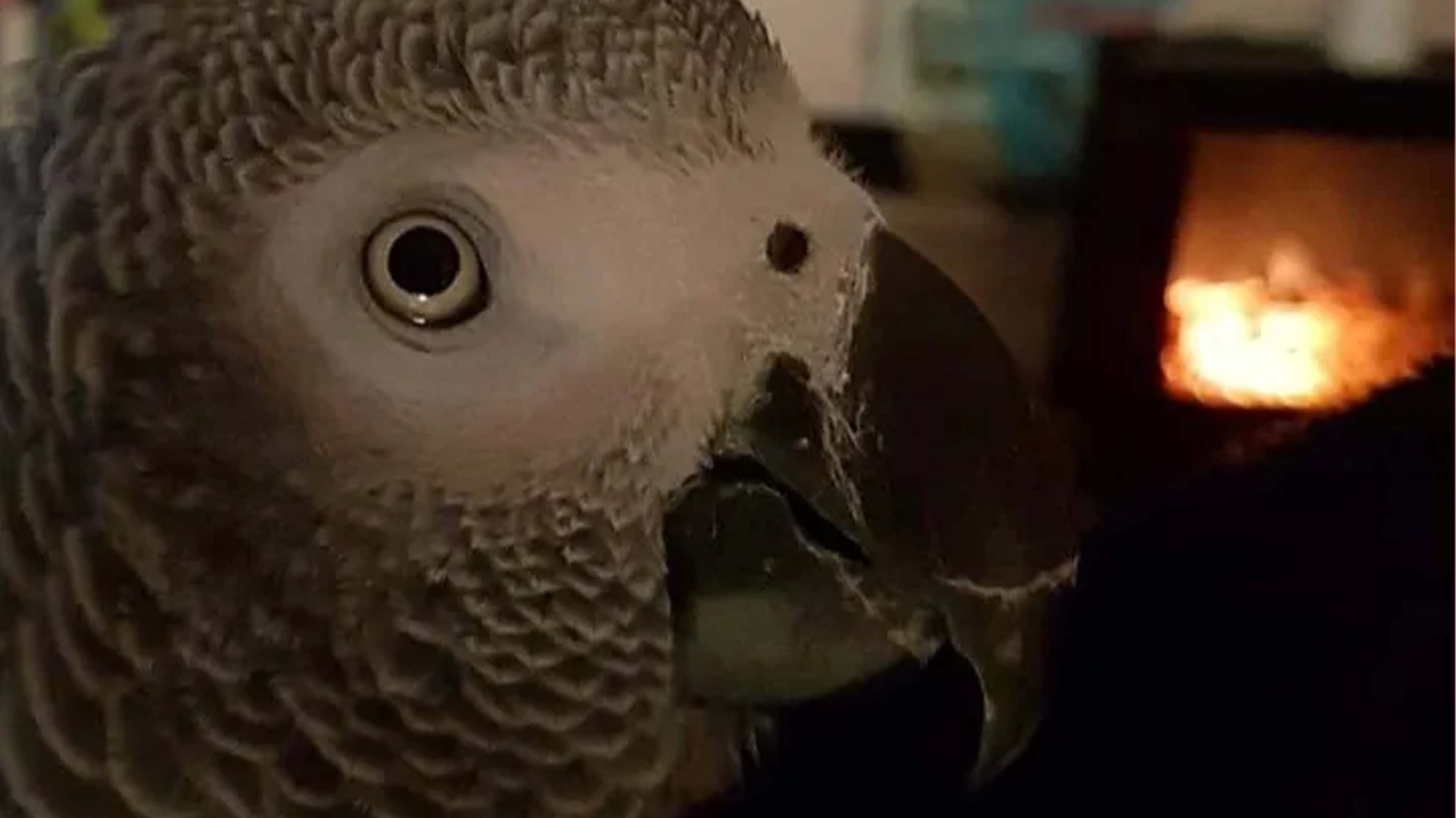 Parrot keeps mimicking owner’s dad’s chronic cough