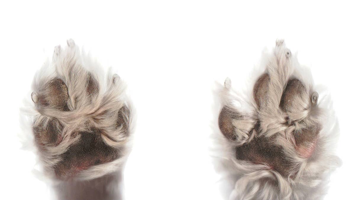Tiny Teacup Maltipoo Puppy Looks Just Like an Adorable 'Hash Brown'