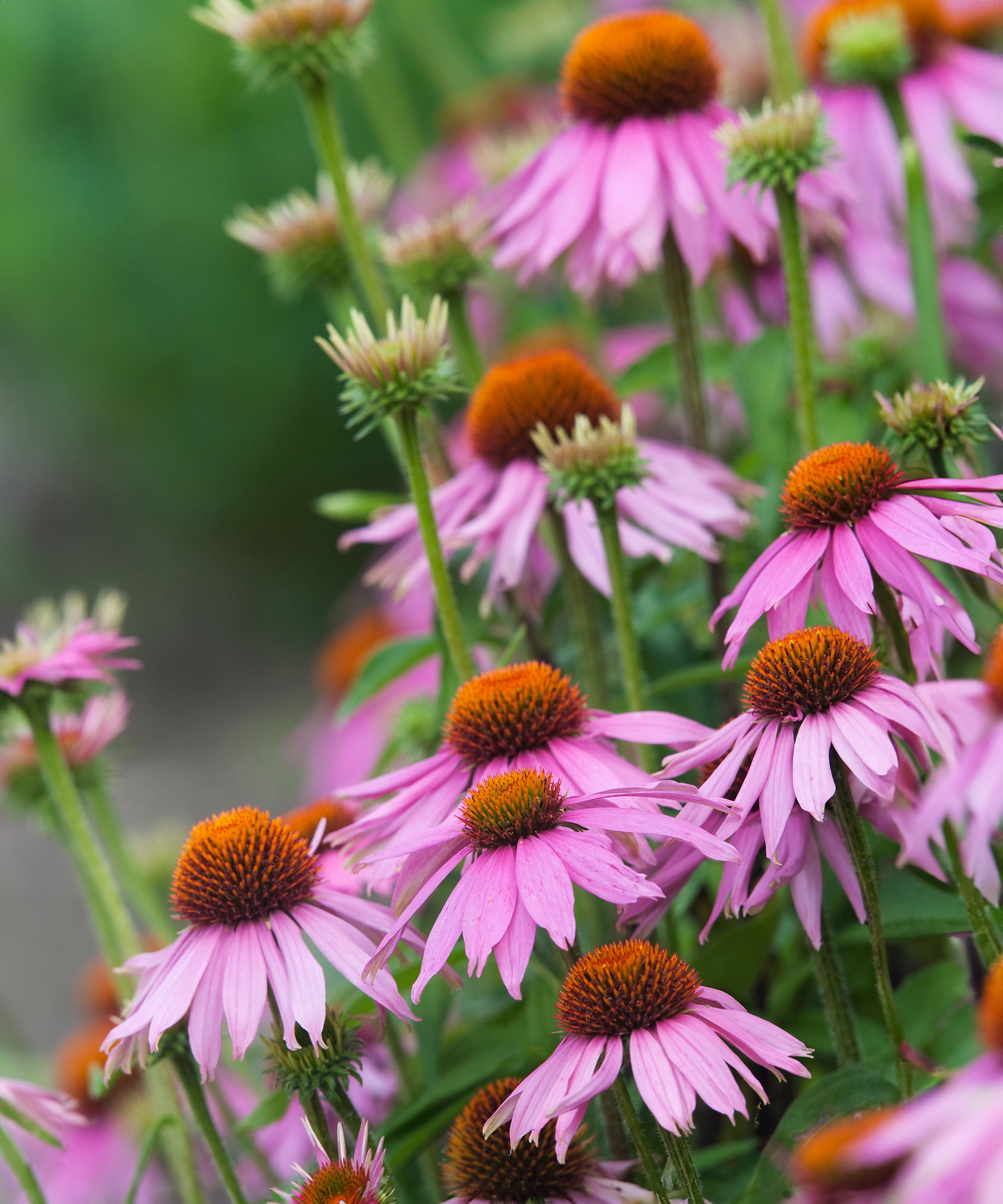 Echinacea purpurea 'Kims knee high'