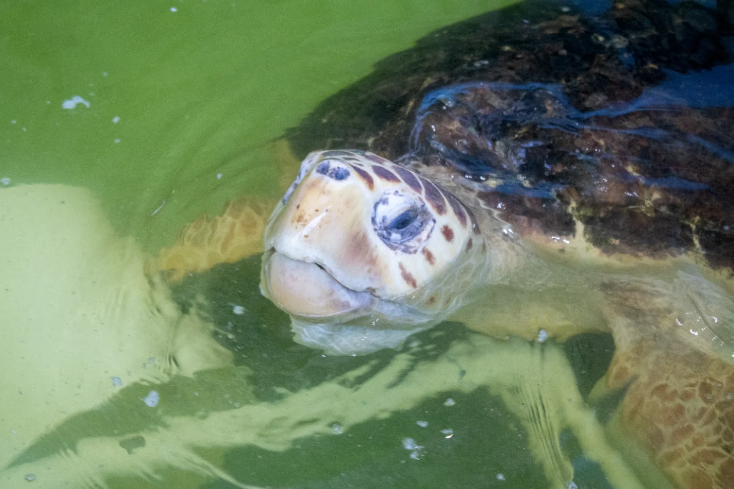 6a5a6159e50ae96a89ab8f44_6a5a6156d98aa7304dc8c229_orlando-health-sea-turtle-endoscopy-body-2.webp