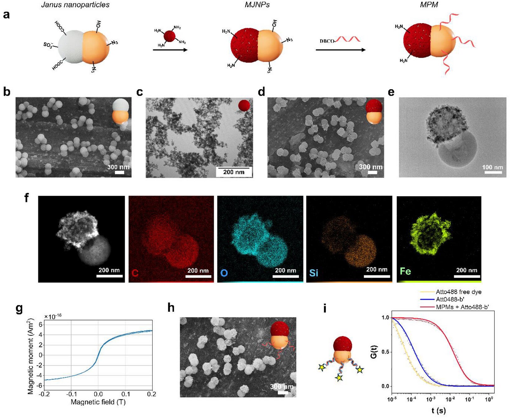 Design and characterization of MPMs. (CREDIT: Advanced Functional Materials)
