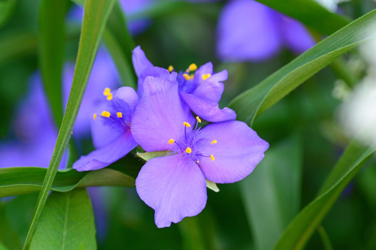 If You Have Clay Soil, These Are the Flowers You Should Be Planting