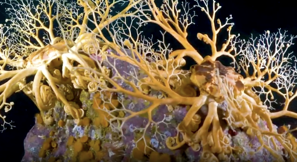 A Real Life Sea Monster May Actually Exist in the Deep