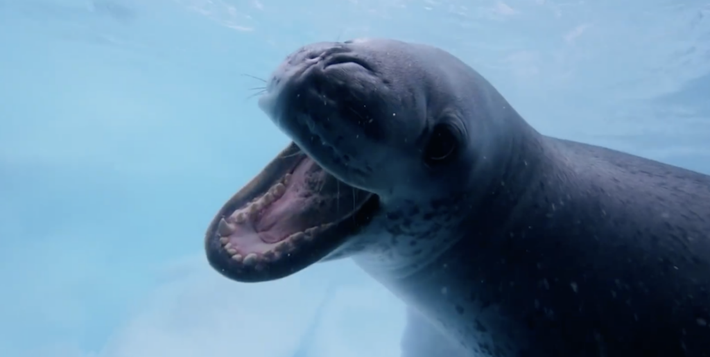 The Cutest Predator in Antarctica Is Also the Deadliest
