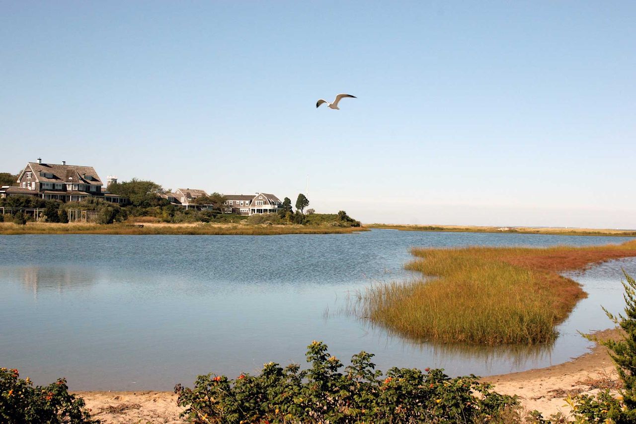 Seagull flying over Martha's Vineyard in New England