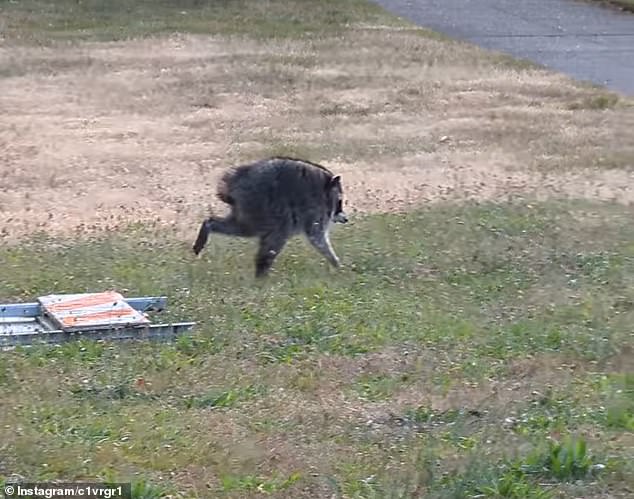 The small gray animal, with its oddly rounded body, unusually long legs and strangely shortened frame, was recently spotted wandering through Ballard
