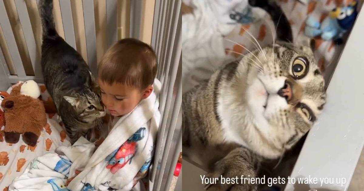 Cat's morning ritual with toddler in crib is too adorable to miss