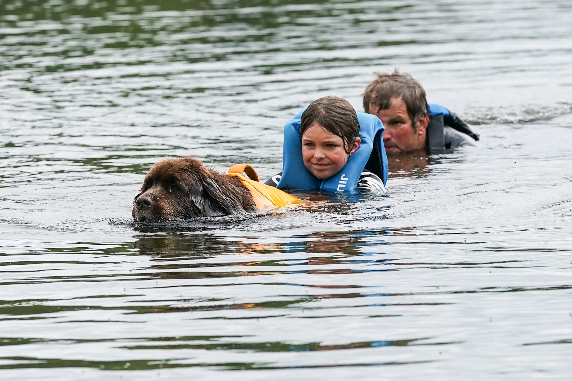 Best pictures of the wondrous, water-loving Newfoundland dogs